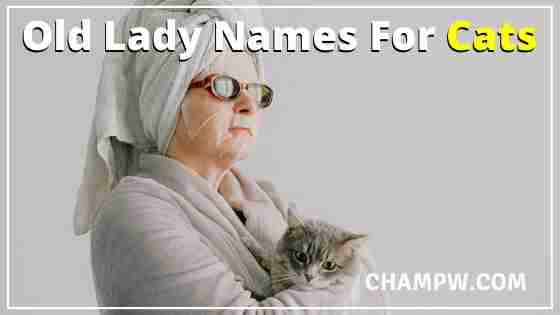 Old Lady Names For Cats