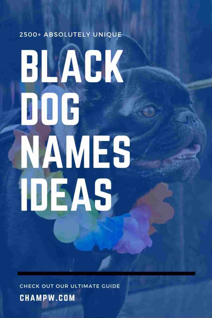 2500+ Absolutely Unique Black Dog Names Ideas