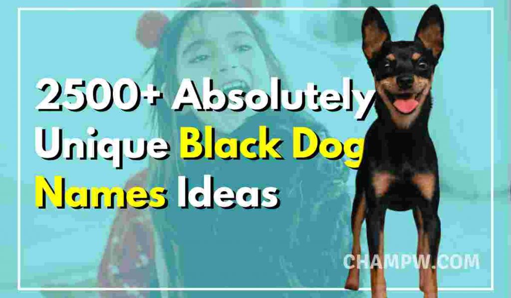2500+ Absolutely Unique Black Dog Names Ideas In 2024