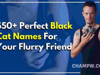 550+ Perfect Black Cat Names For Your Flurry Friend
