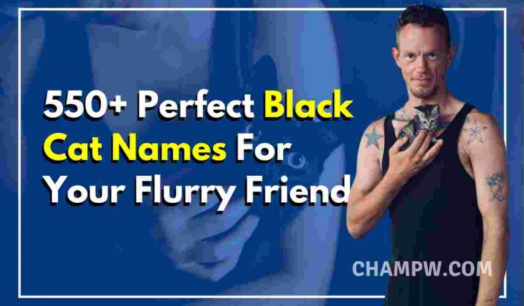 550+ Perfect Black Cat Names For Your Flurry Friend