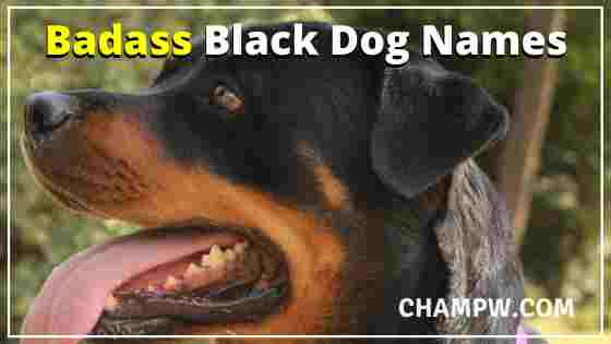 Badass Black Dog Names