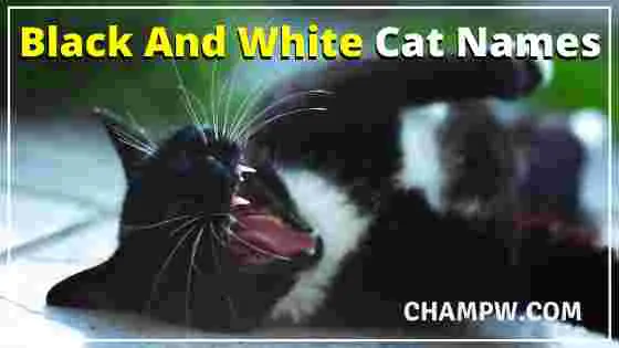 Black And White Cat Names