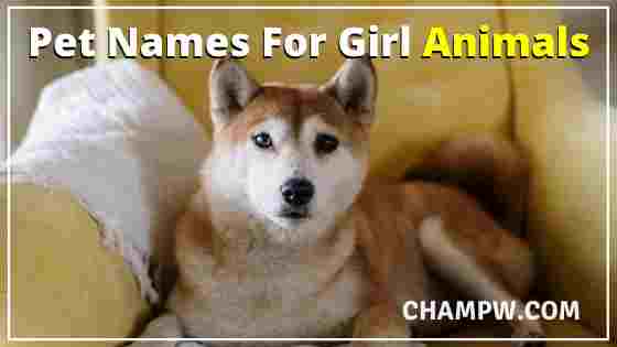 Pet Names For Girl Animals