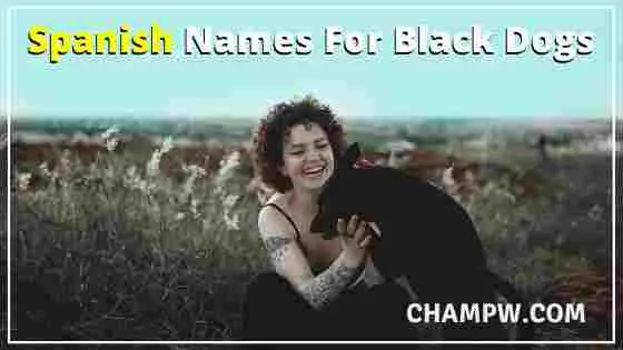 2500-absolutely-unique-black-dog-names-ideas-in-2023