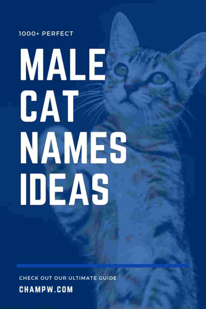 1000+ Perfect Male Cat Names For Your Furry Friend