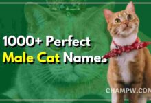 1000+ Perfect Male Cat Names For Your Furry Friend