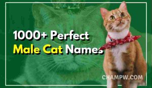 1000+ Perfect Male Cat Names For Your Furry Friend