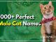 1000+ Perfect Male Cat Names For Your Furry Friend