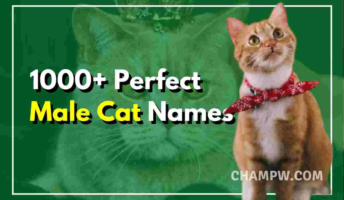 1000+ Perfect Male Cat Names For Your Furry Friend In 2024