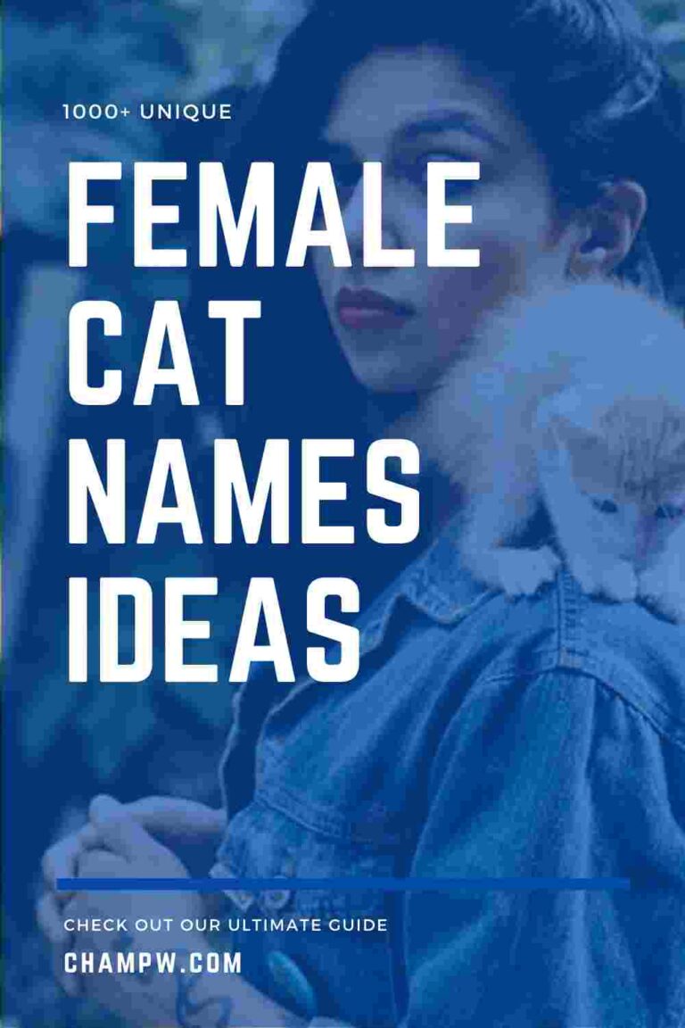 1000+ Unique Female Cat Names List In 2024