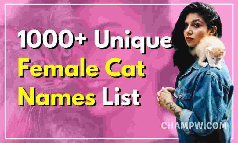 1000+ Unique Female Cat Names List