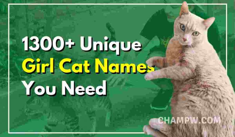 1300+ Unique Girl Cat Names You Need
