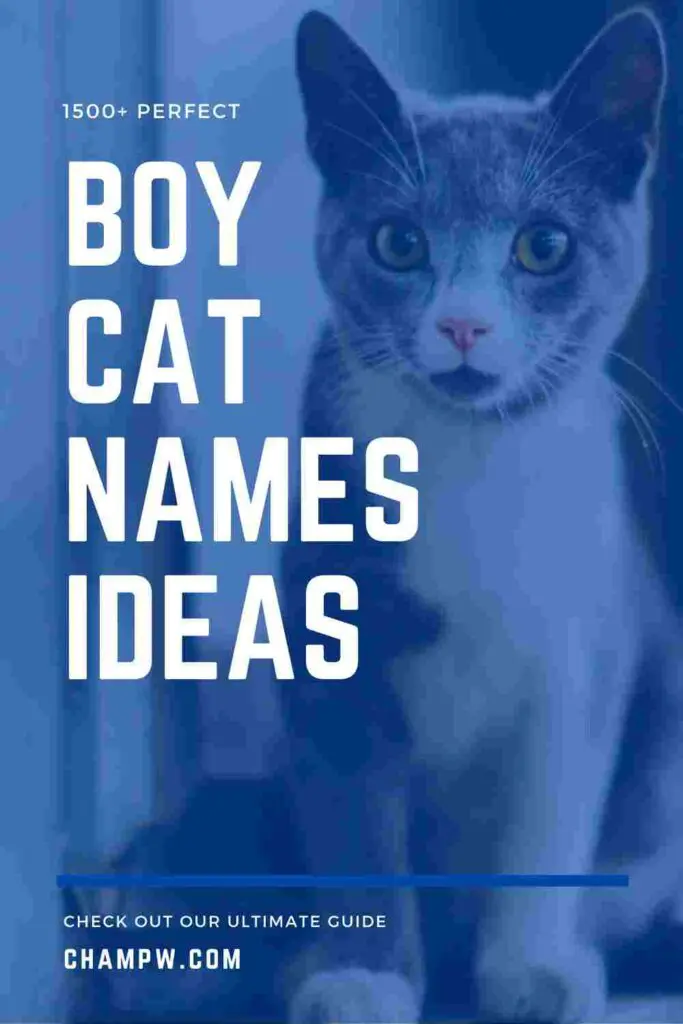 1500+ Perfect Boy Cat Names For Your Flurry Friend