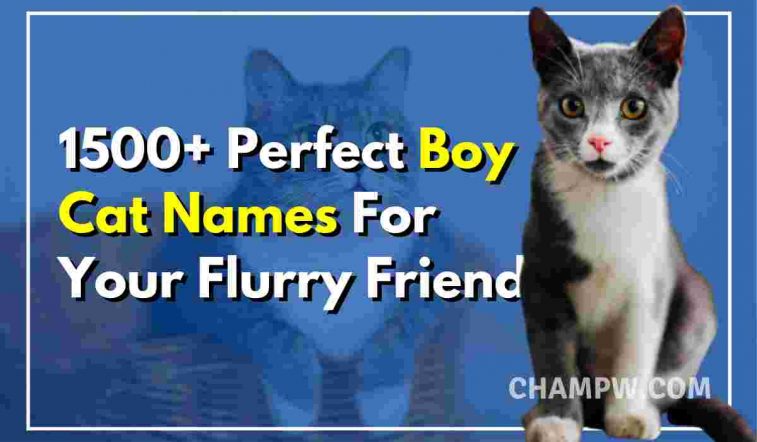 1500+ Perfect Boy Cat Names For Your Flurry Friend