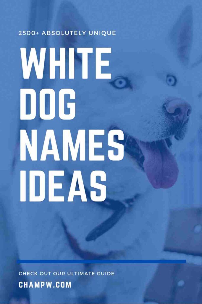 2500+ Absolutely Unique White Dog Names Ideas