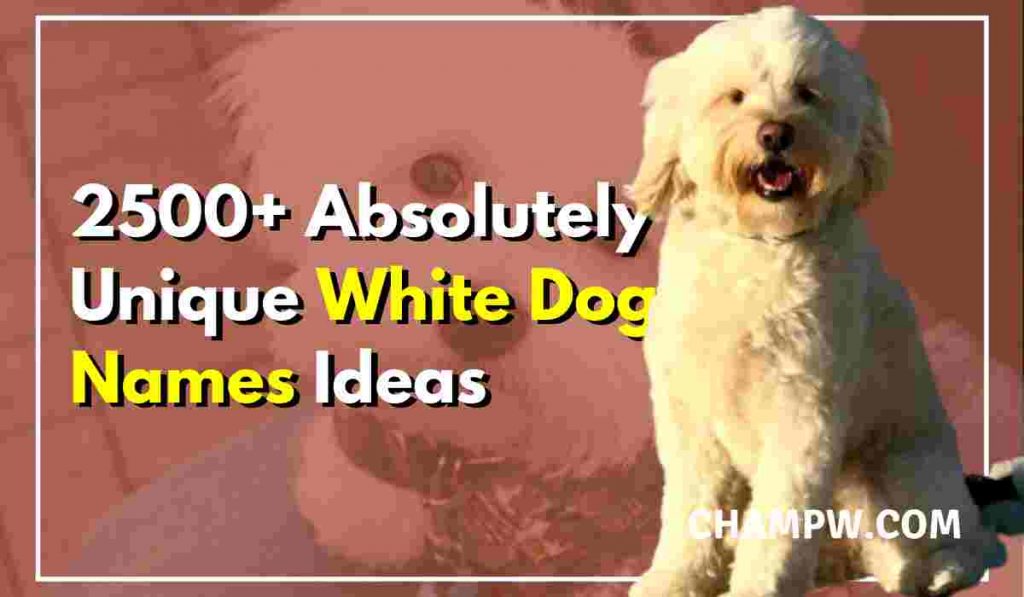 2500+ Absolutely Unique White Dog Names Ideas In 2024