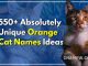 550+ Absolutely Unique Orange Cat Names Ideas