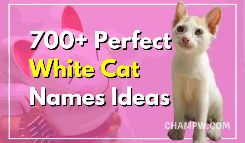700+ Perfect White Cat Names For Your Furry Friend In 2024