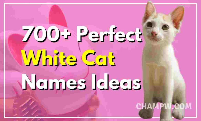 700+ Perfect White Cat Names For Your Flurry Friend