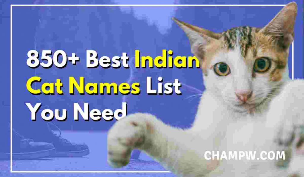 850 Best Indian Cat Names List You Need In 2024