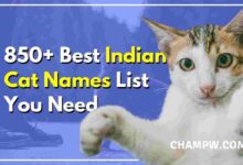 850+ Best Indian Cat Names List You Need
