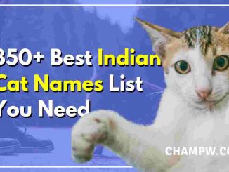 850+ Best Indian Cat Names List You Need