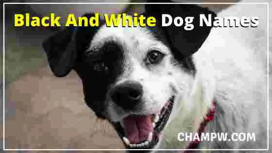 Black And White Dog Names