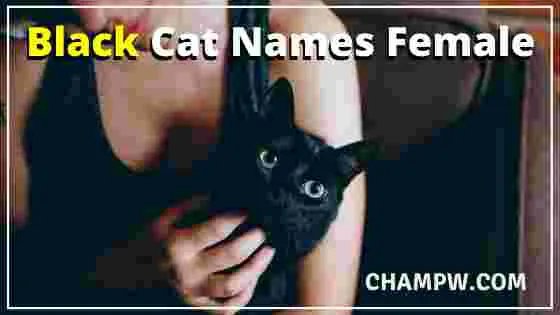Black Cat Names Female
