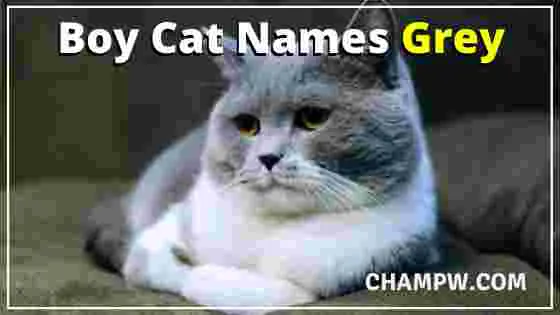 Boy Cat Names Grey