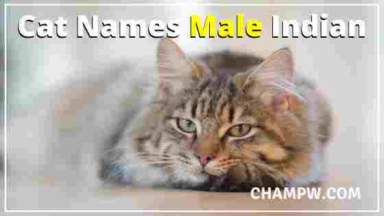 Cat Names Male Indian