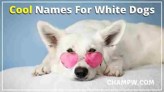 Cool Names For White Dogs