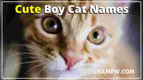 Cute Boy Cat Names