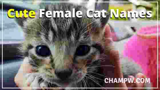 Cute Female Cat Names