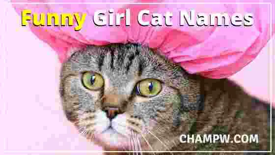 Funny Girl Cat Names