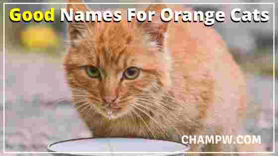 Good Names For Orange Cats