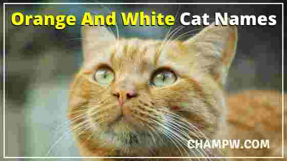 Orange And White Cat Names