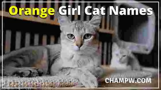 Orange Girl Cat Names