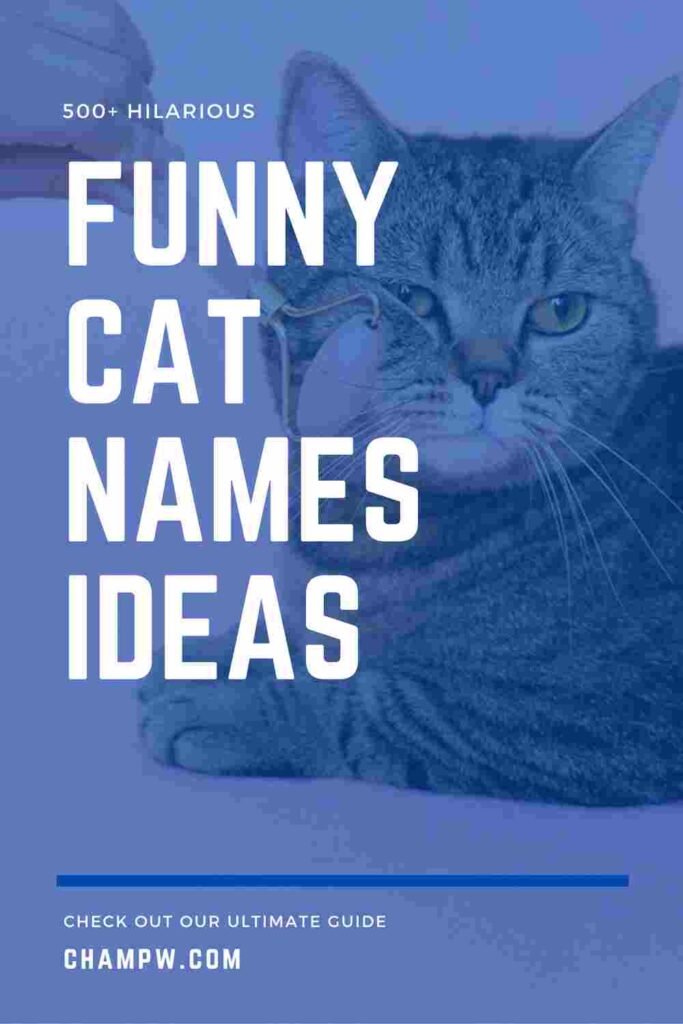 500+ Hilarious Funny Cat Names You Must Try