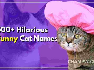 500+ Hilarious Funny Cat Names You Must Try
