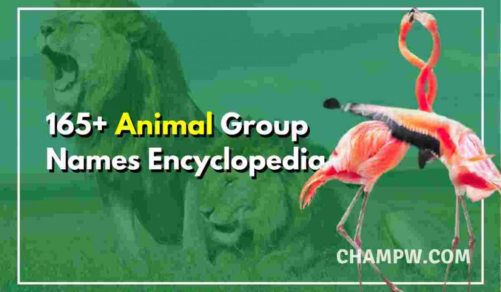 165+ Complete Animal Group Names Encyclopedia
