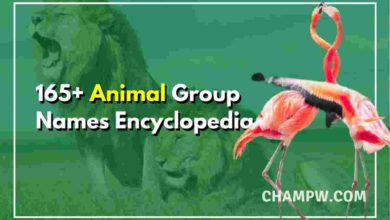 165+ Complete Animal Group Names Encyclopedia