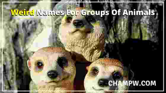 Weird Names For Groups Of Animals