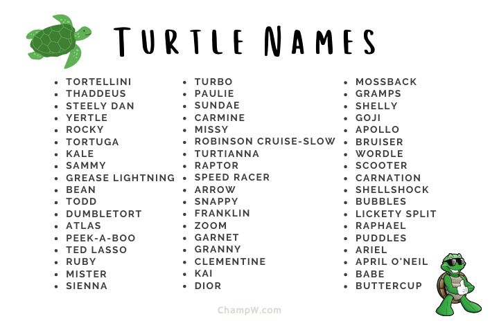 300 New Turtle Names Idea To Try With Your Tiny Friend Now