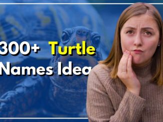 300+ New Turtle Names Idea To Try With Your Tiny Friend Now
