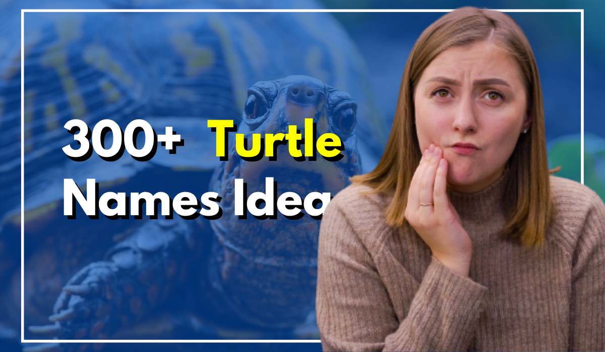 300+ New Turtle Names Idea To Try With Your Tiny Friend Now