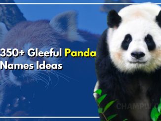 350+ Panda Names Gleeful Ideas For Your New Cute Little Pet