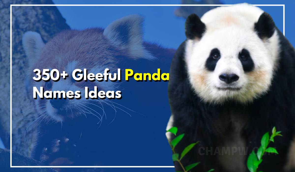 350+ Panda Names Gleeful Ideas For Your New Cute Little Pet