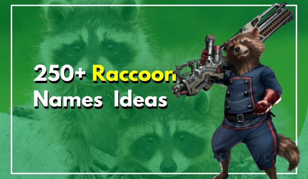 250+ Raccoon Names New Ideas For Your Furry Little Friend