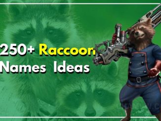 250+ Raccoon Names New Ideas For Your Furry Little Friend